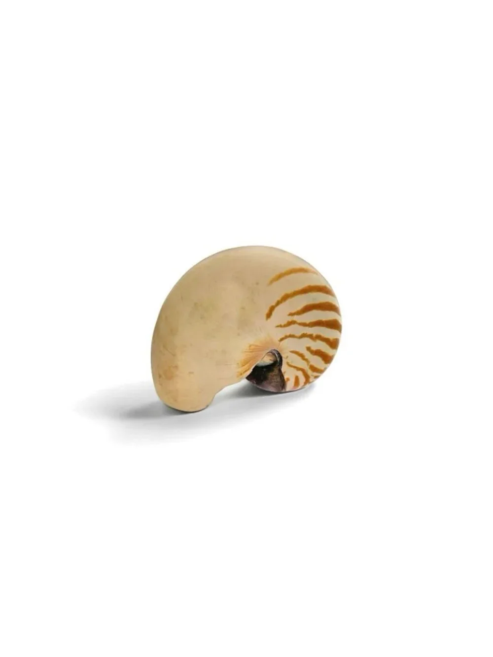 Seashell Large Nautilus Chambered Coastal Nautical Beach Decor